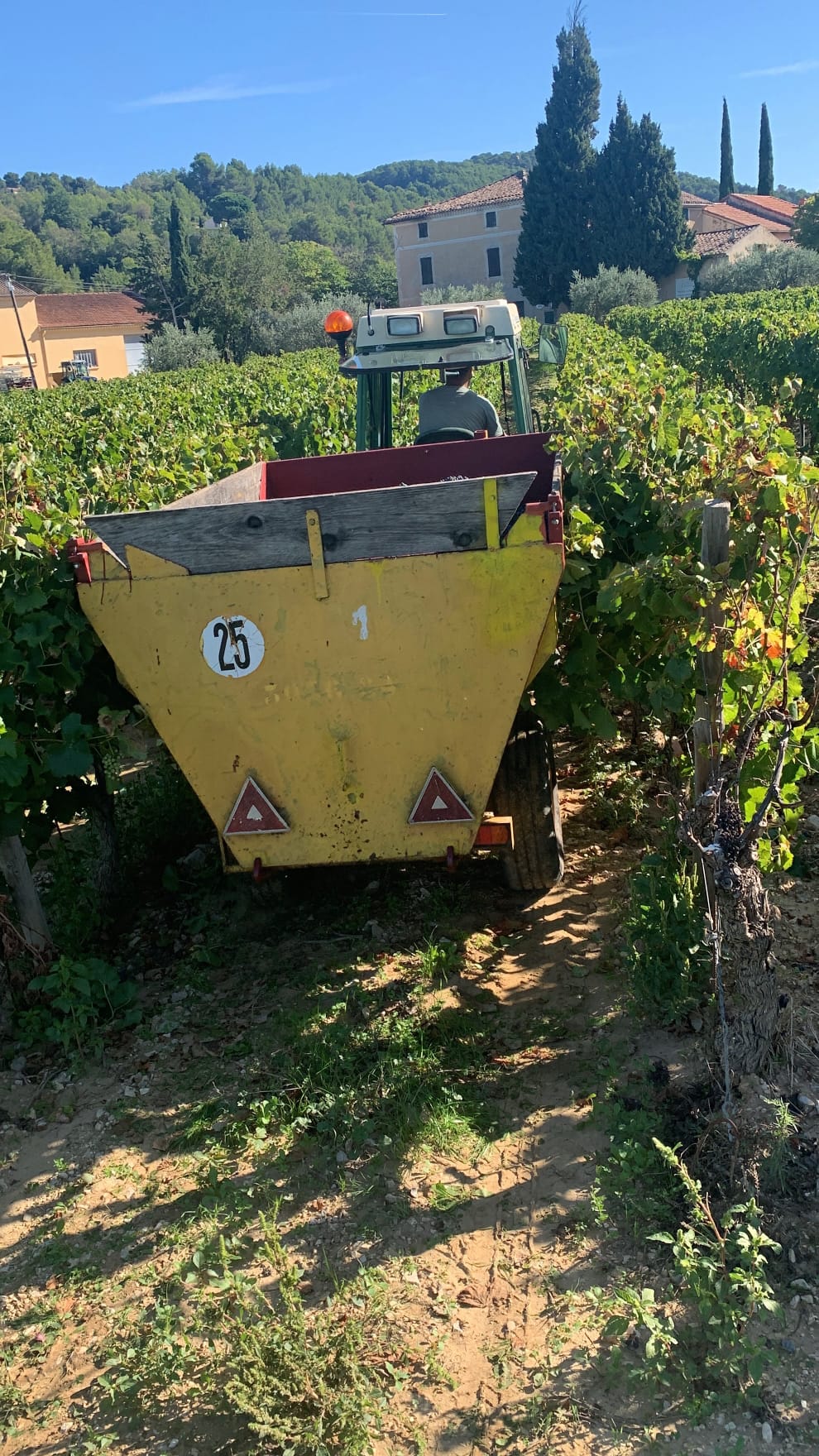 remorque de vendange transportant des raisins dans les vignes