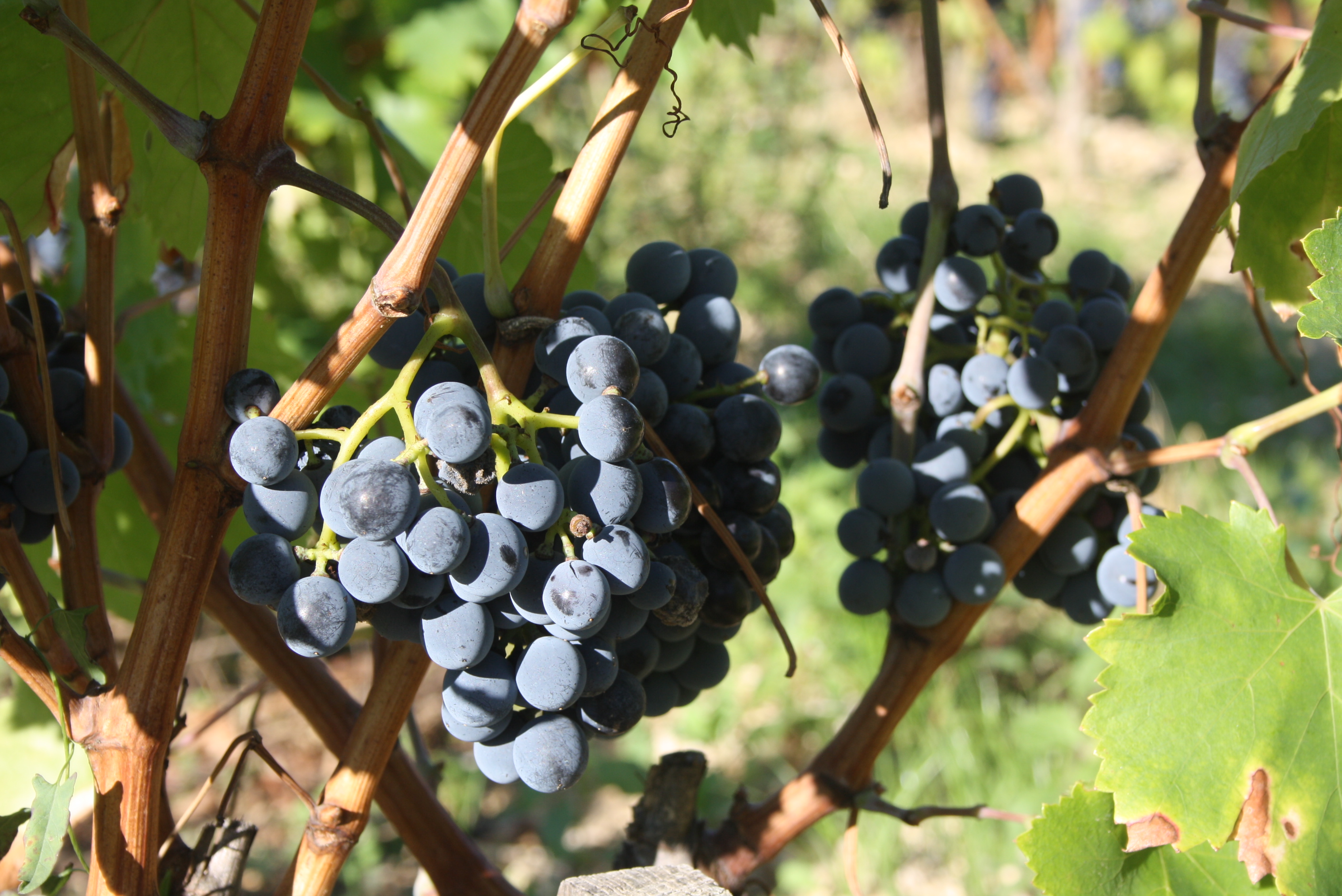grappe de raisin sur vigne
