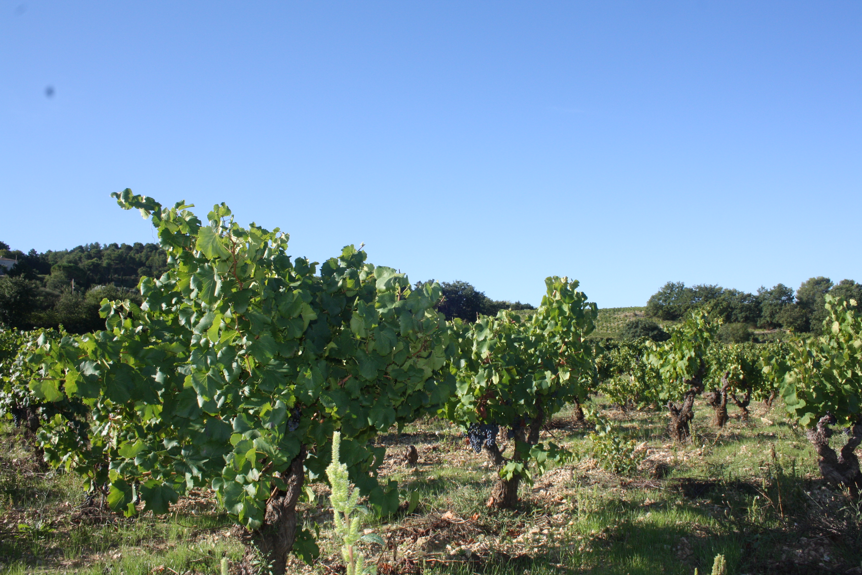 vignes
