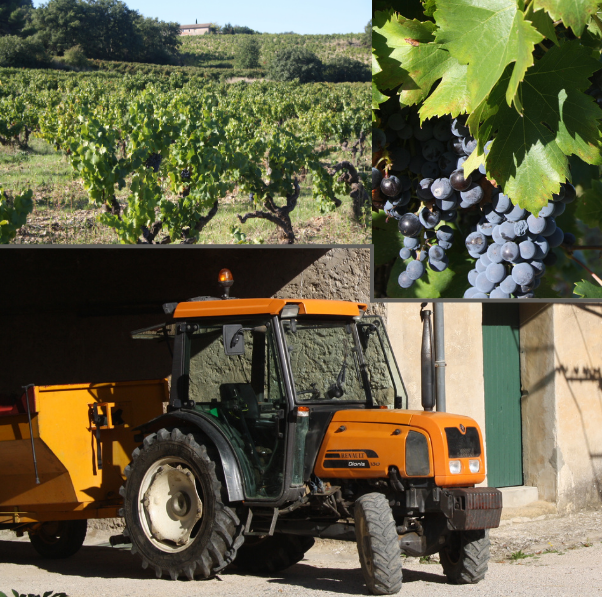photo du tracteur rentrant des vendanges au domaine